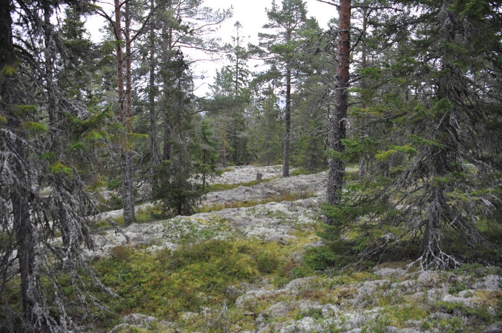 An example of beach deposits covered by trees and other vegetation