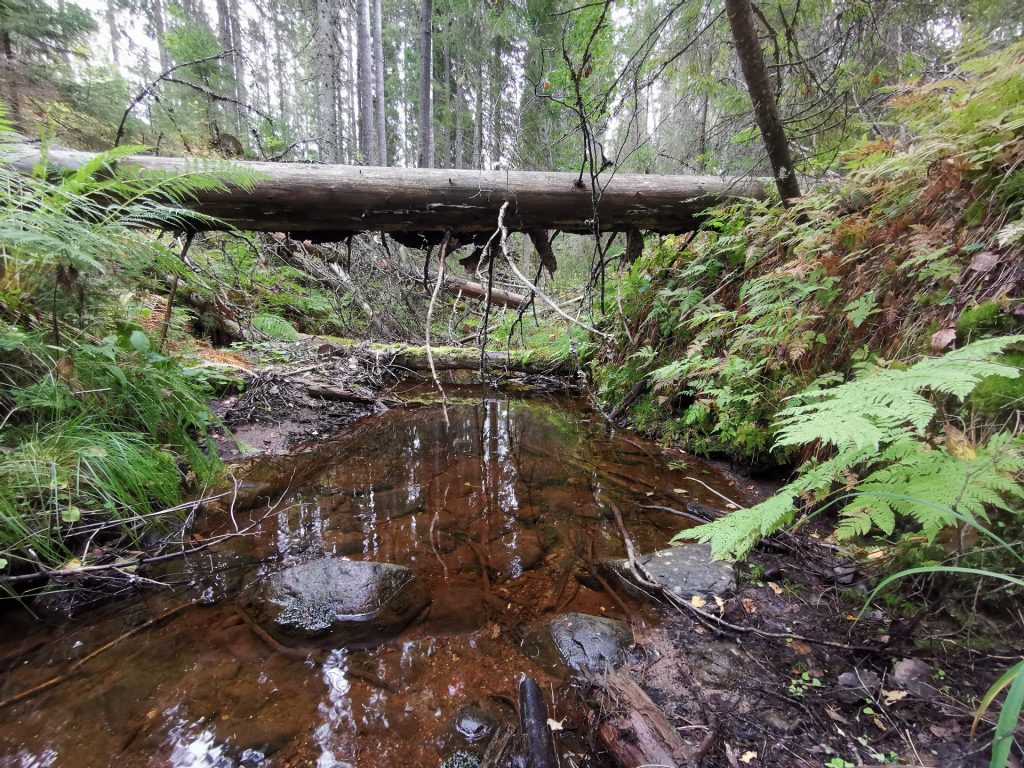 Picture of a smal ravine with running water in the middle and ferns on the sides.